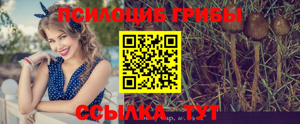 Жигулёвск  где купить наркоту  Галлюциногенные грибы Psilocybe  Вход с VPN  Псилоцибиновые грибы Cubensis 